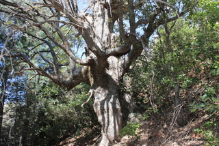 Quercia monte Arso